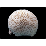 Коралл "Мозговик", "Brain"