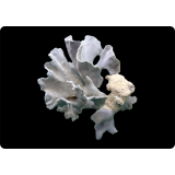 Коралл "Голубой", "Blue"