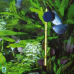 Термометр JBL Aquarien-Thermometer Premium
